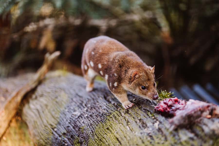 Cradle Mountain: After Dark Tasmanian Devil Feeding Tour - Key things to know before booking