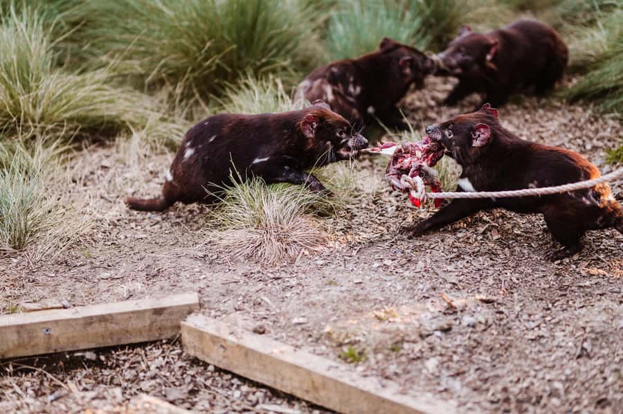 Cradle Mountain: After Dark Tasmanian Devil Feeding Tour - Why this after-dark tour works so well