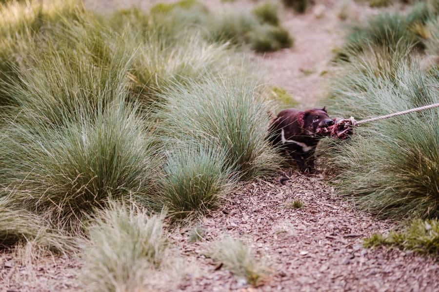 Cradle Mountain: After Dark Tasmanian Devil Feeding Tour - The viewing deck gives you the basic story