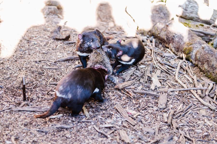 Cradle Mountain: After Dark Tasmanian Devil Feeding Tour - Follow the keeper into the enclosures