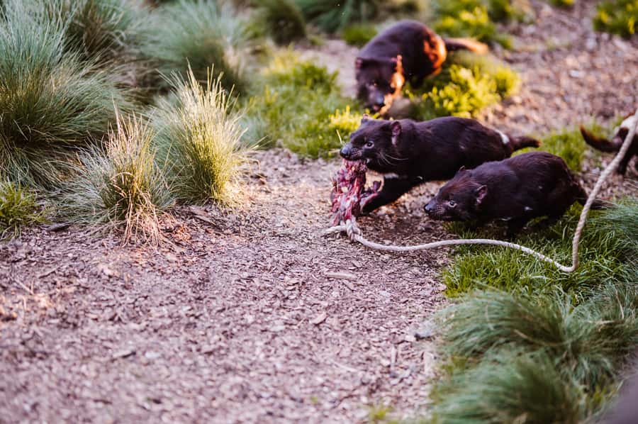 Cradle Mountain: After Dark Tasmanian Devil Feeding Tour - Expect close views, but not a hands-on encounter