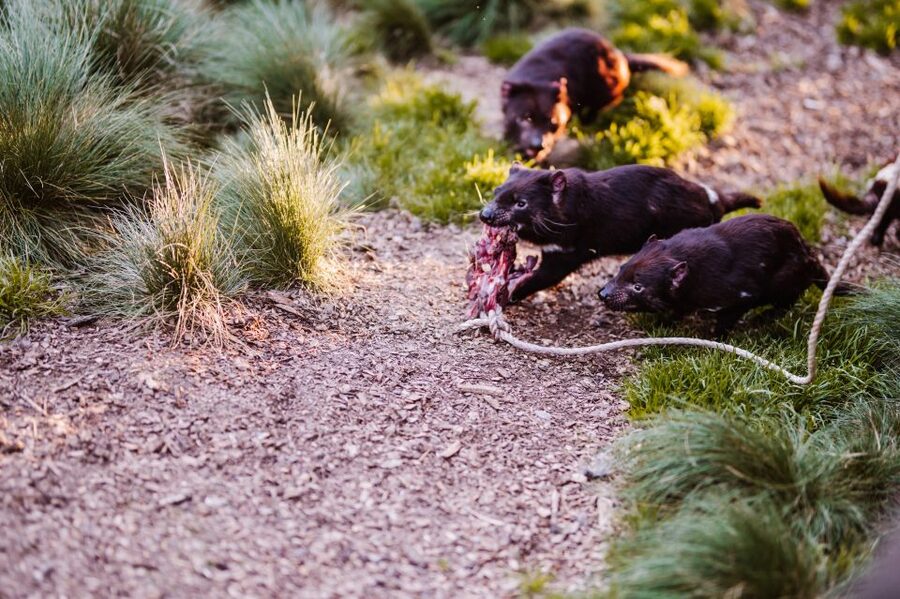Cradle Mountain: After Dark Tasmanian Devil Feeding Tour - Environmentally sensitive lighting keeps the focus on behavior