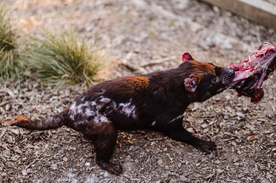 Cradle Mountain: After Dark Tasmanian Devil Feeding Tour - Cold, rain, and wind are the real drawbacks