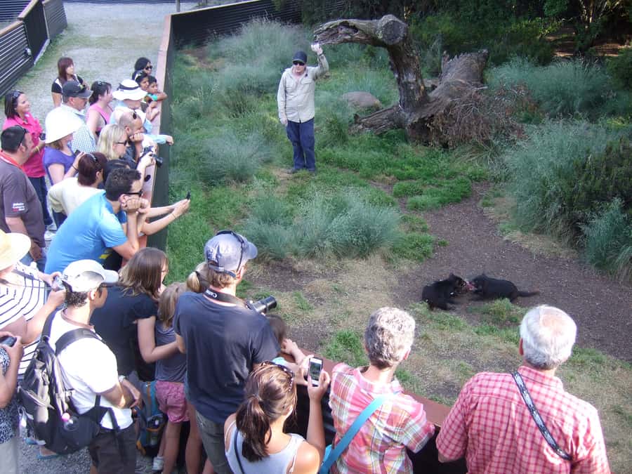 Cradle Mountain: After Dark Tasmanian Devil Feeding Tour - Start with your own walk around Devils@Cradle