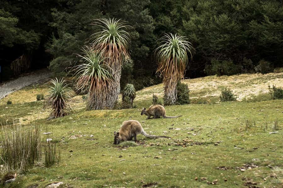 Cradle Mountain National Park by Coach from Launceston - What $138 gets you