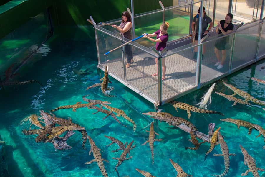 Crocosaurus Cove General Admission Ticket - Why Crocosaurus Cove works for a Darwin day