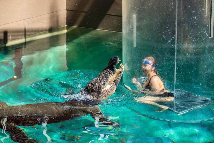 Crocosaurus Cove General Admission Ticket - Baby crocodiles and the hands-on side