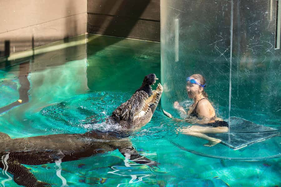 Crocosaurus Cove General Admission Ticket - Following the morning schedule