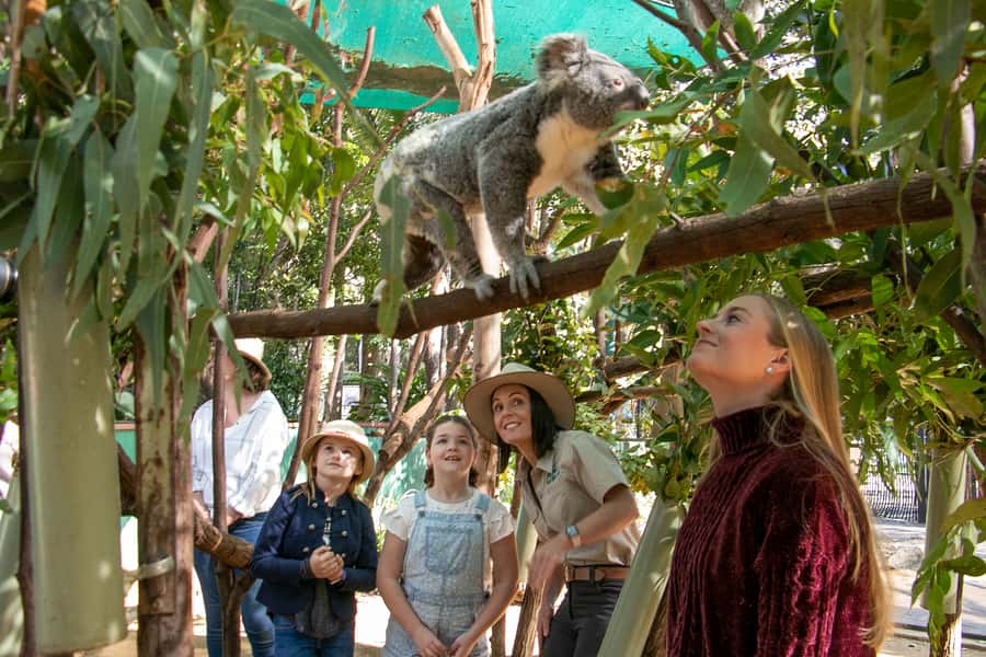 Currumbin Wildlife Sanctuary Entry Ticket - What the $49 ticket includes