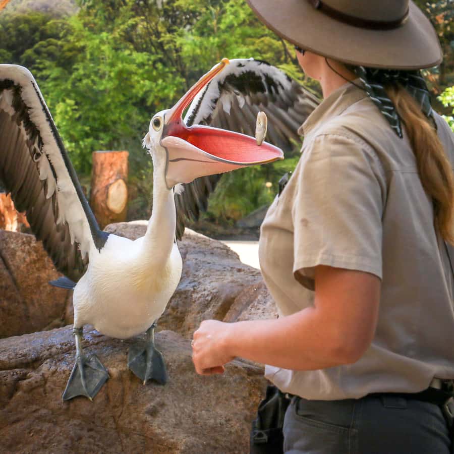 Currumbin Wildlife Sanctuary Entry Ticket - Why Currumbin works so well for a full day