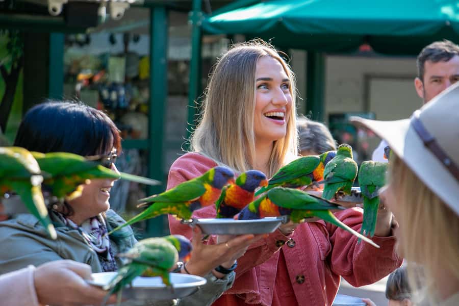 Currumbin Wildlife Sanctuary Entry Ticket - Kangaroos, koalas, and the best animal encounters