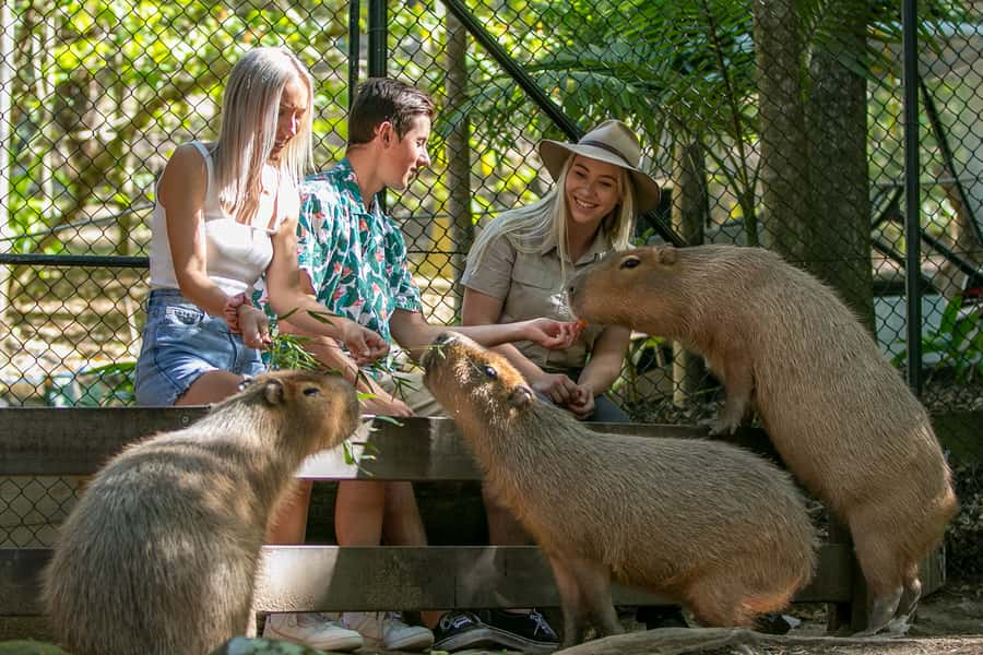 Currumbin Wildlife Sanctuary Entry Ticket - Extinction Trail and Outback Springs
