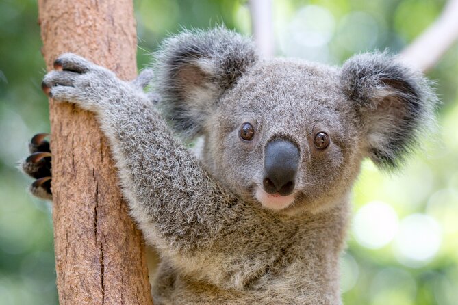 Currumbin Wildlife Sanctuary General Entry Ticket - Five things to know before you go
