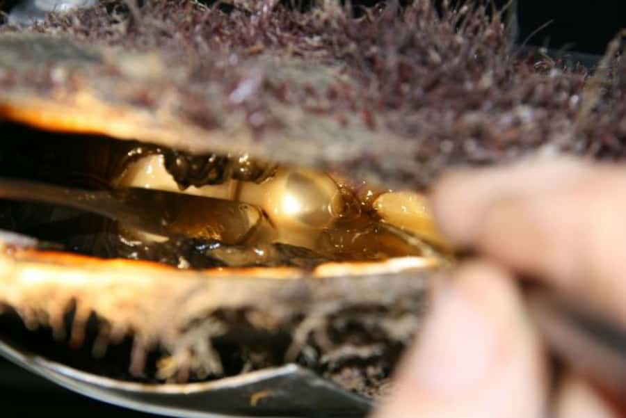 Cygnet Bay Pearl Farm Behind-the-Scenes Tour & Live Harvest - Reaching Cygnet Bay from Broome