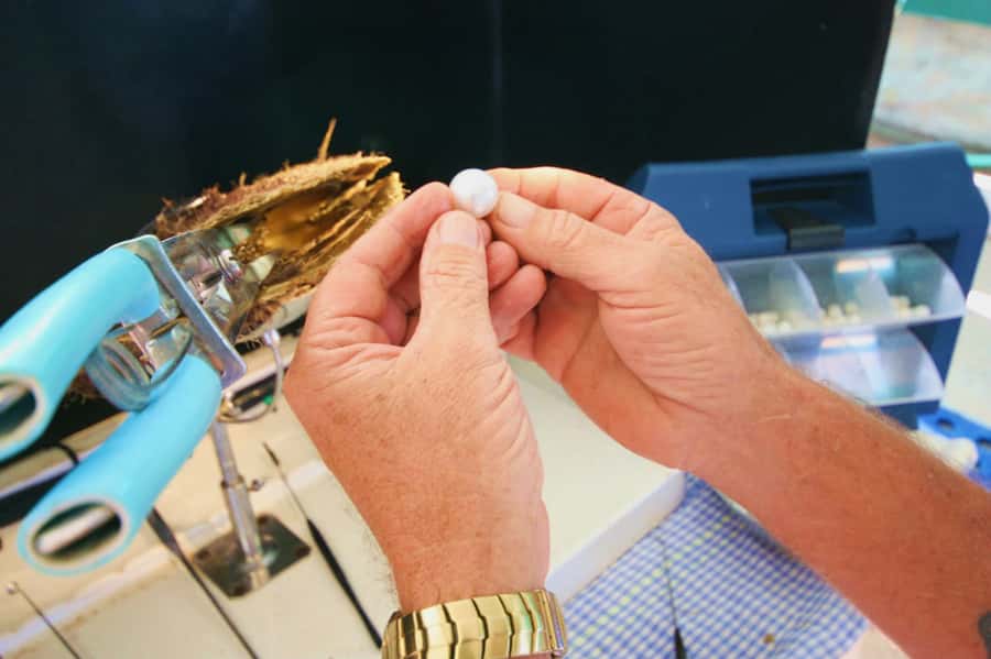 Cygnet Bay Pearl Farm Behind-the-Scenes Tour & Live Harvest - Watching a pearl come out during the live harvest