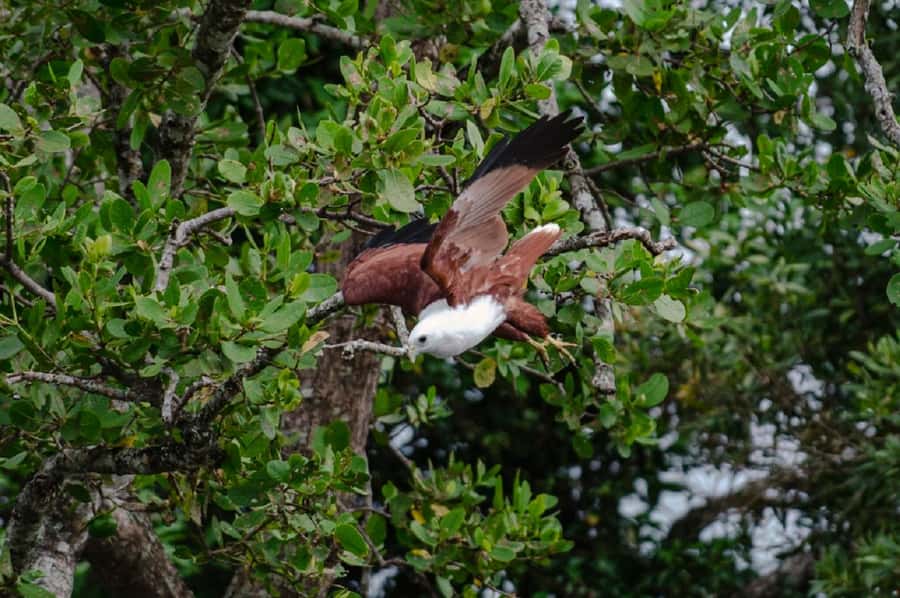 Daintree: Guided Daintree River Wildlife Cruise - Quick points to know