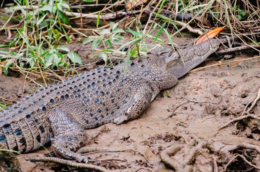 Daintree: Guided Daintree River Wildlife Cruise - Why this short Daintree cruise works