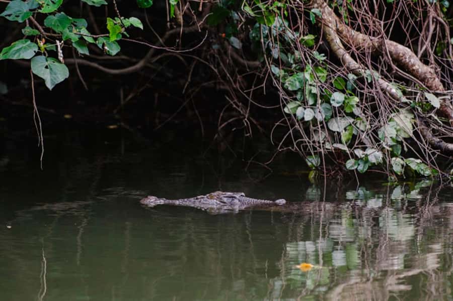 Daintree: Guided Daintree River Wildlife Cruise - One hour among mangroves and crocodiles