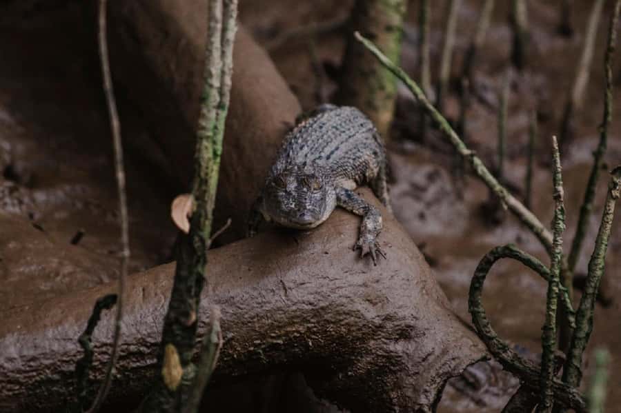 Daintree: Guided Daintree River Wildlife Cruise - Practical comfort and what to bring