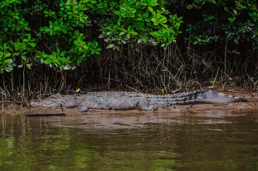 Daintree: Guided Daintree River Wildlife Cruise - The best time to set your expectations
