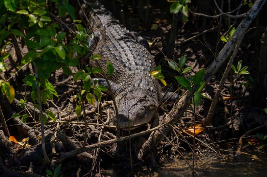 Daintree: Guided Daintree River Wildlife Cruise - Who will enjoy this most?