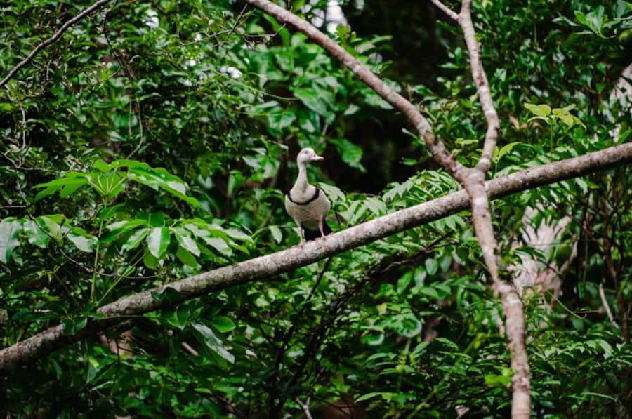 Daintree: Guided Daintree River Wildlife Cruise - Starting at Bruce Belcher and Son