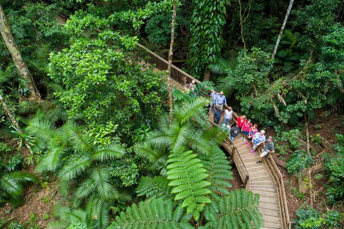 Daintree Rainforest and Cape Tribulation Full Day Tour - Key points to know before you book