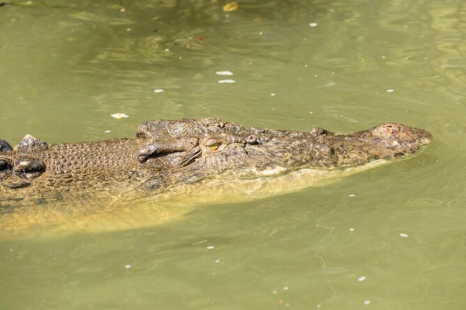 Daintree Rainforest and Cape Tribulation Full Day Tour - The Daintree River cruise and crocodile watch