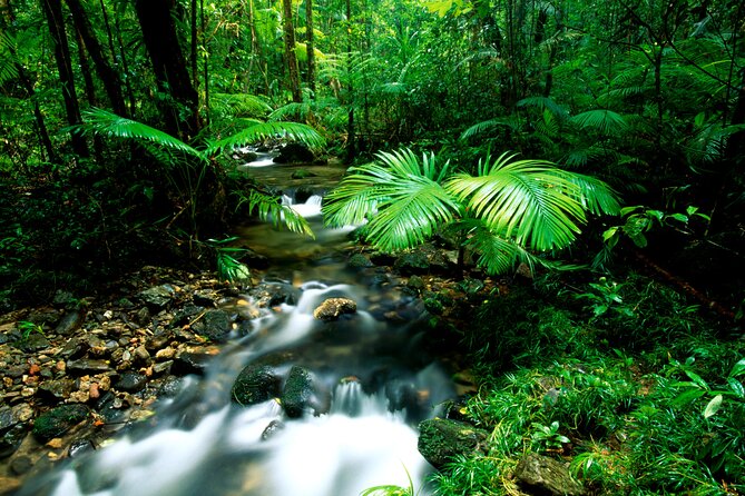Daintree Rainforest, Mossman Gorge Small-Group from Port Douglas - Alexandra Lookout and the road north