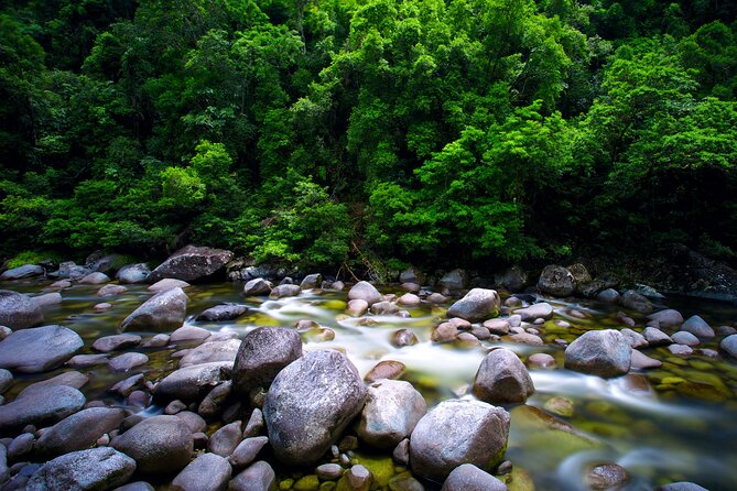 Daintree Rainforest, Mossman Gorge Small-Group from Port Douglas - Cape Tribulation Beach and the meeting of two parks