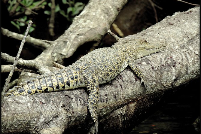 Daintree Rainforest, Mossman Gorge Small-Group from Port Douglas - Noah Valley: the quieter forest experience