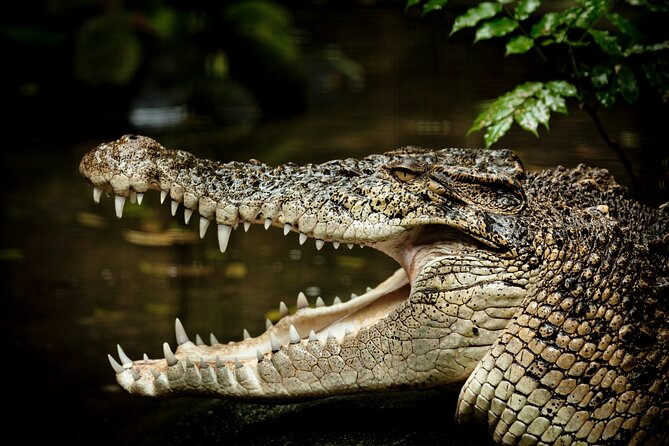 Daintree Rainforest, Mossman Gorge Small-Group from Port Douglas - The Daintree Ice Cream Company stop