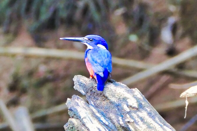 Daintree River Cruise - Key points at a glance