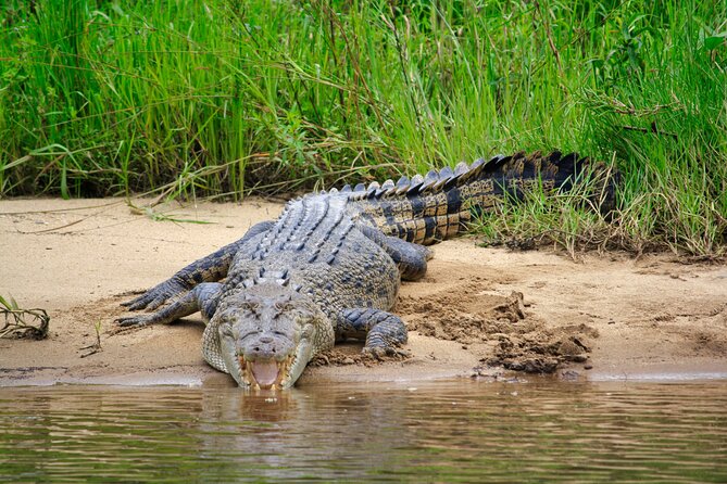 Daintree River Cruise - Crocodiles, birds, and the value of a wild setting