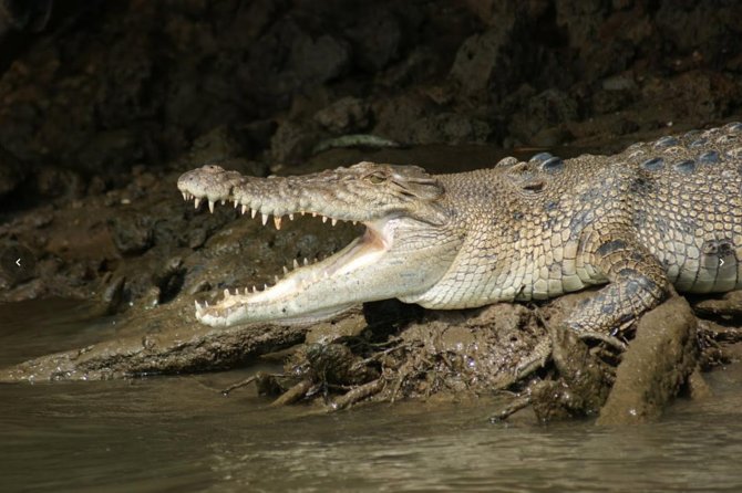 Daintree River Cruise - Family appeal, group size, and comfort