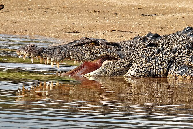 Daintree River Cruise - What happens during the one-hour cruise
