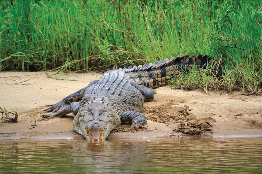 Daintree: River Rainforest Crocodile & Wildlife Cruise (DV) - Key points to know before you go