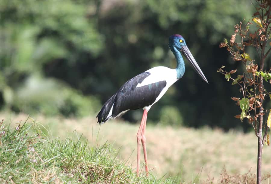 Daintree: River Rainforest Crocodile & Wildlife Cruise (DV) - Who will enjoy this cruise most