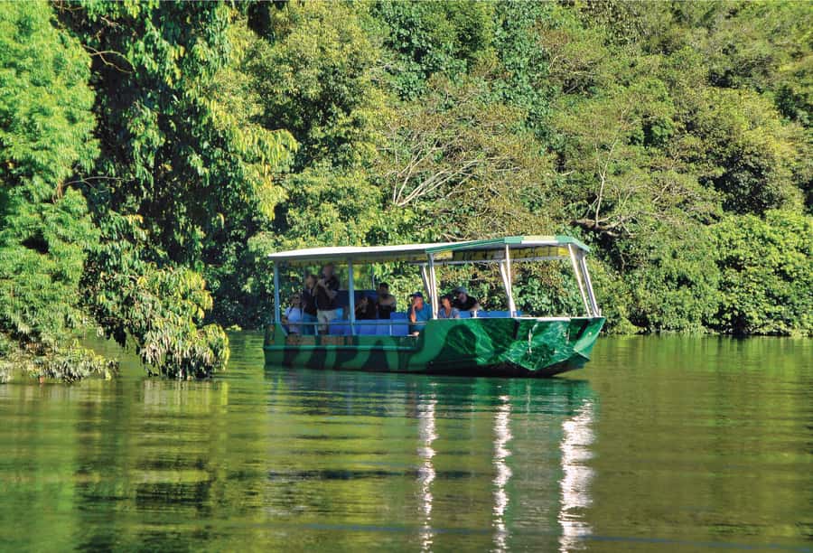 Daintree: River Rainforest Crocodile & Wildlife Cruise (DV) - Lower Daintree route through mangrove country