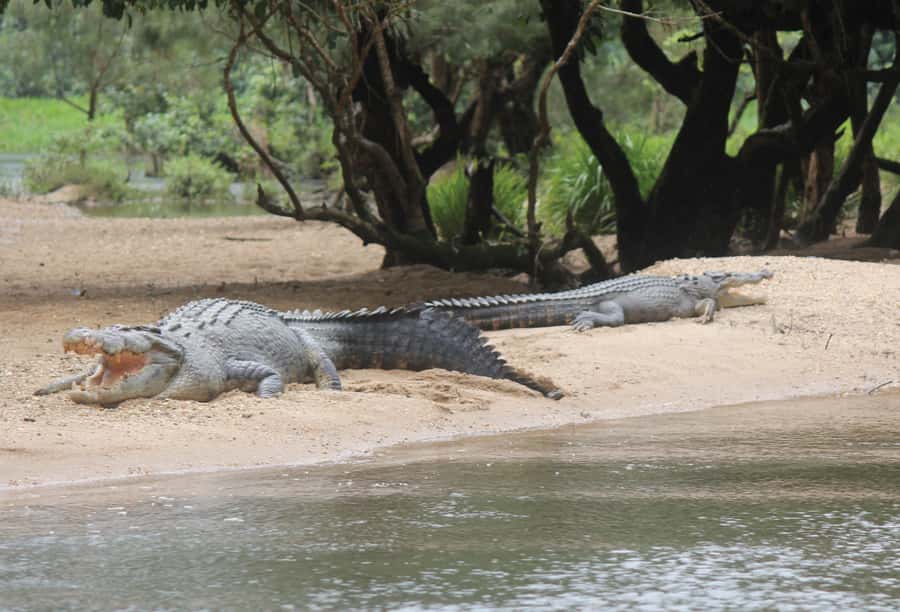 Daintree: River Rainforest Crocodile & Wildlife Cruise (DV) - Crocodile sightings: what your chances really mean