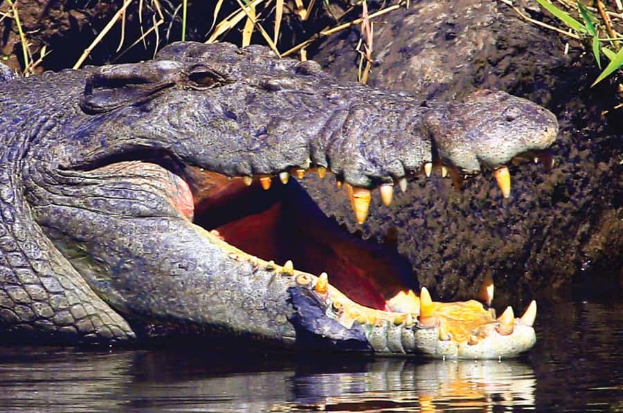 Daintree: River Rainforest Crocodile & Wildlife Cruise (DV) - Price and pass value