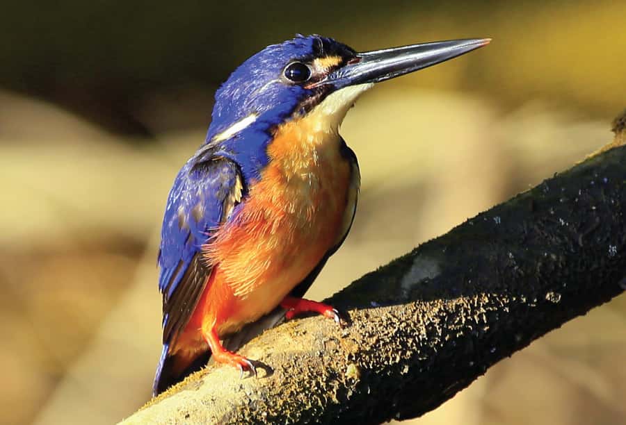Daintree: River Rainforest Crocodile & Wildlife Cruise (DV) - Upper Daintree route from Daintree Jetty