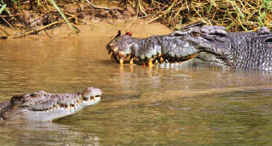 Daintree River Rainforest: Crocodile & Wildlife Cruises (DG) - Why this Daintree cruise is worth your time