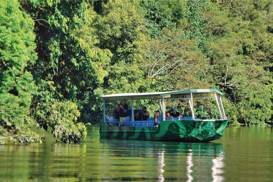 Daintree River Rainforest: Crocodile & Wildlife Cruises (DG) - One hour through the ancient Daintree waterway