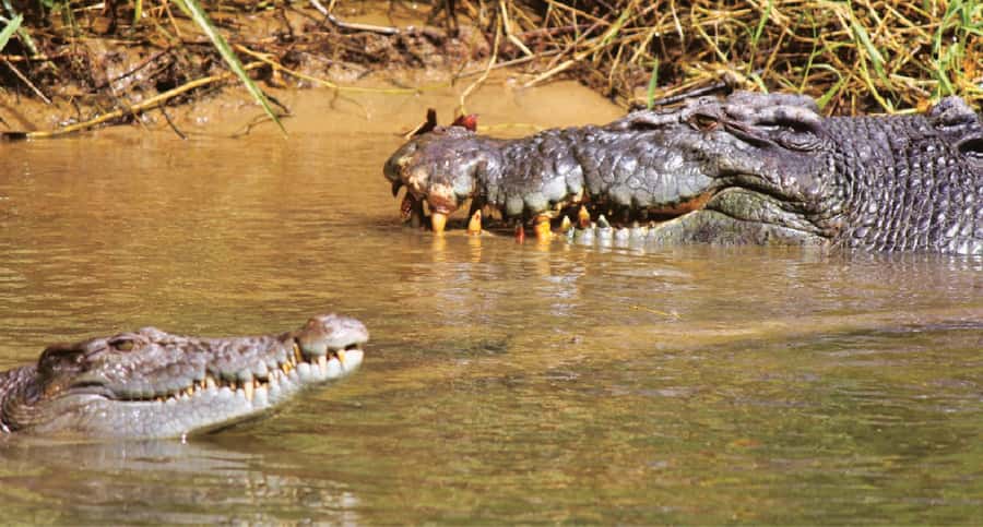 Daintree River Rainforest: Crocodile & Wildlife Cruises (DG) - Who will enjoy this boat ride most