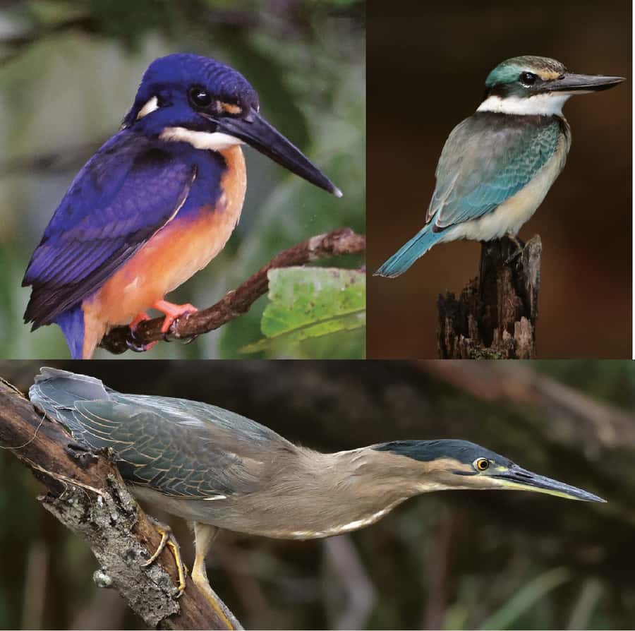Daintree River Rainforest: Crocodile & Wildlife Cruises (DG) - Checking in at Lower Daintree