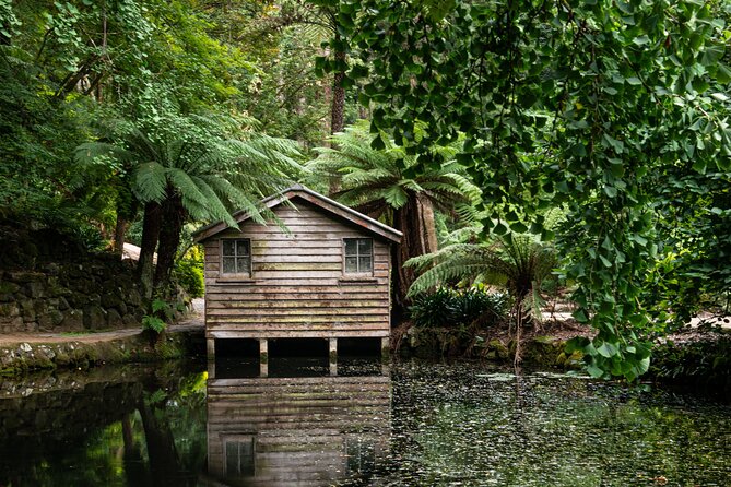 Dandenong Ranges Private Day Tour - Walking beneath Mountain Ash trees and tree ferns