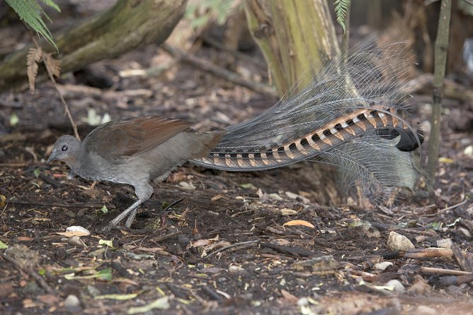Dandenong Ranges Private Day Tour - The William Ricketts Sanctuary question