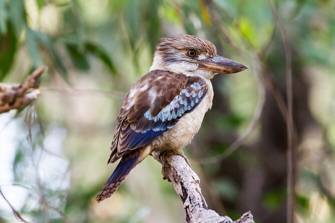 Dandenong Ranges Private Day Tour - What the private format is really worth