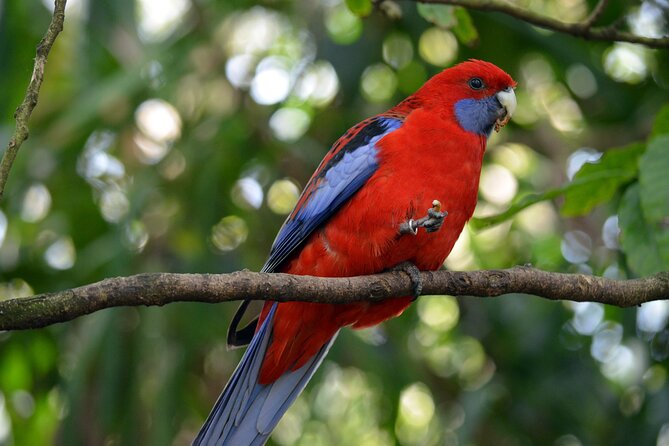 Dandenong Ranges Private Day Tour - Who will enjoy this Dandenong Ranges tour